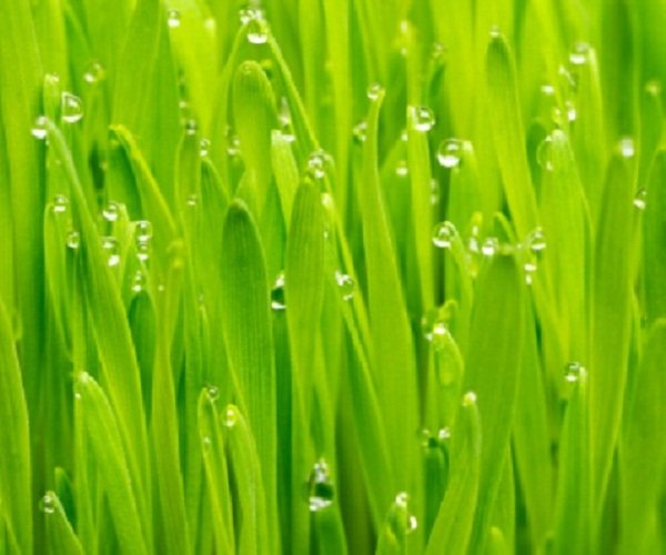 efirnoe-maslo-palmarozy